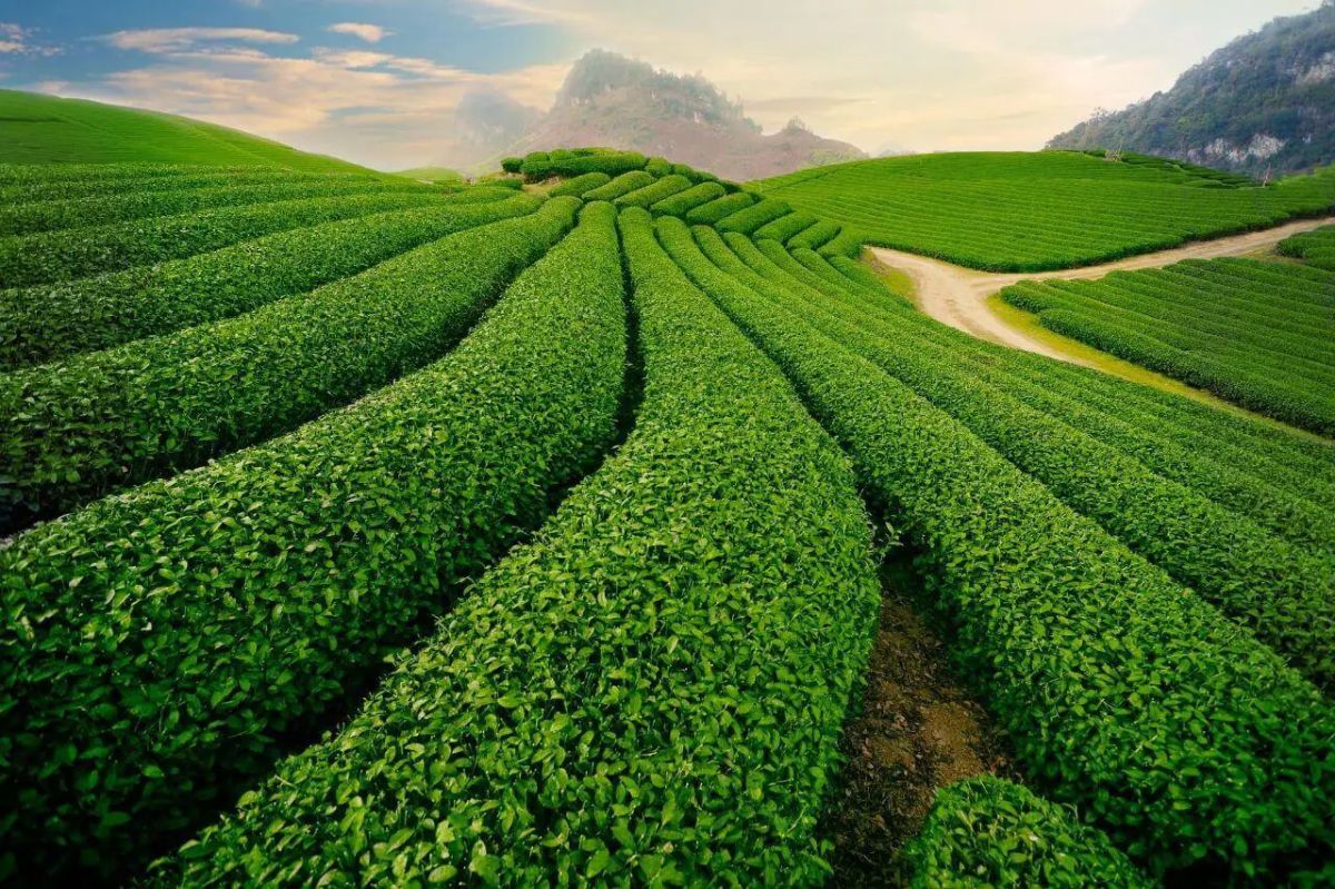 Một lần tự đi săn mây Cầu Đất